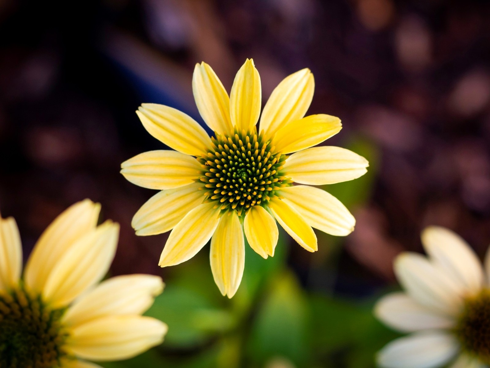 Live Mellow Yellow CONEFLOWER Plant + ECHINACEA Purpurea – [Pint Pot]
