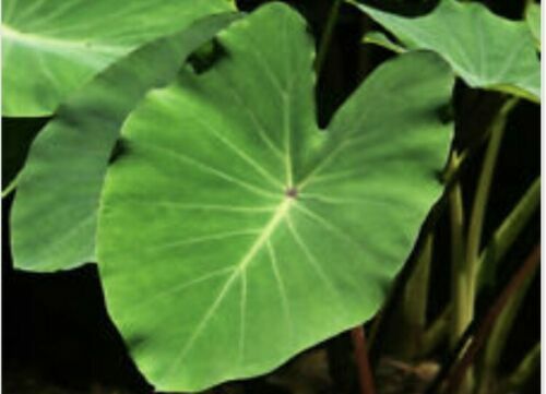 5PCS BORNEO GIANT, REGULAR ELEPHANT EAR TARO ALOCASIA MACRORRHIZA READY TO PLANT