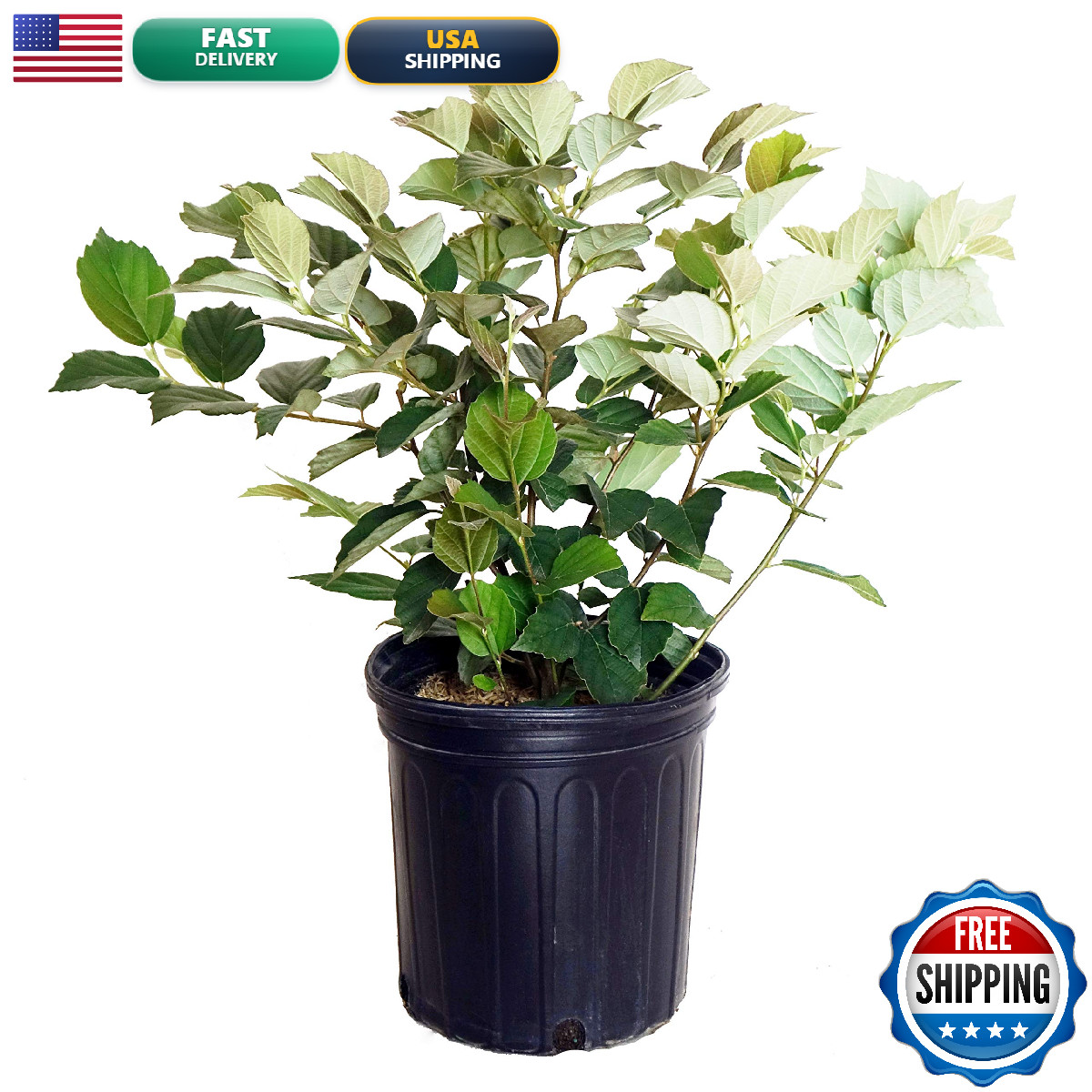Green Promise Farms Fothergilla Major Mt. Airy Fothergilla Shrub White Flowers