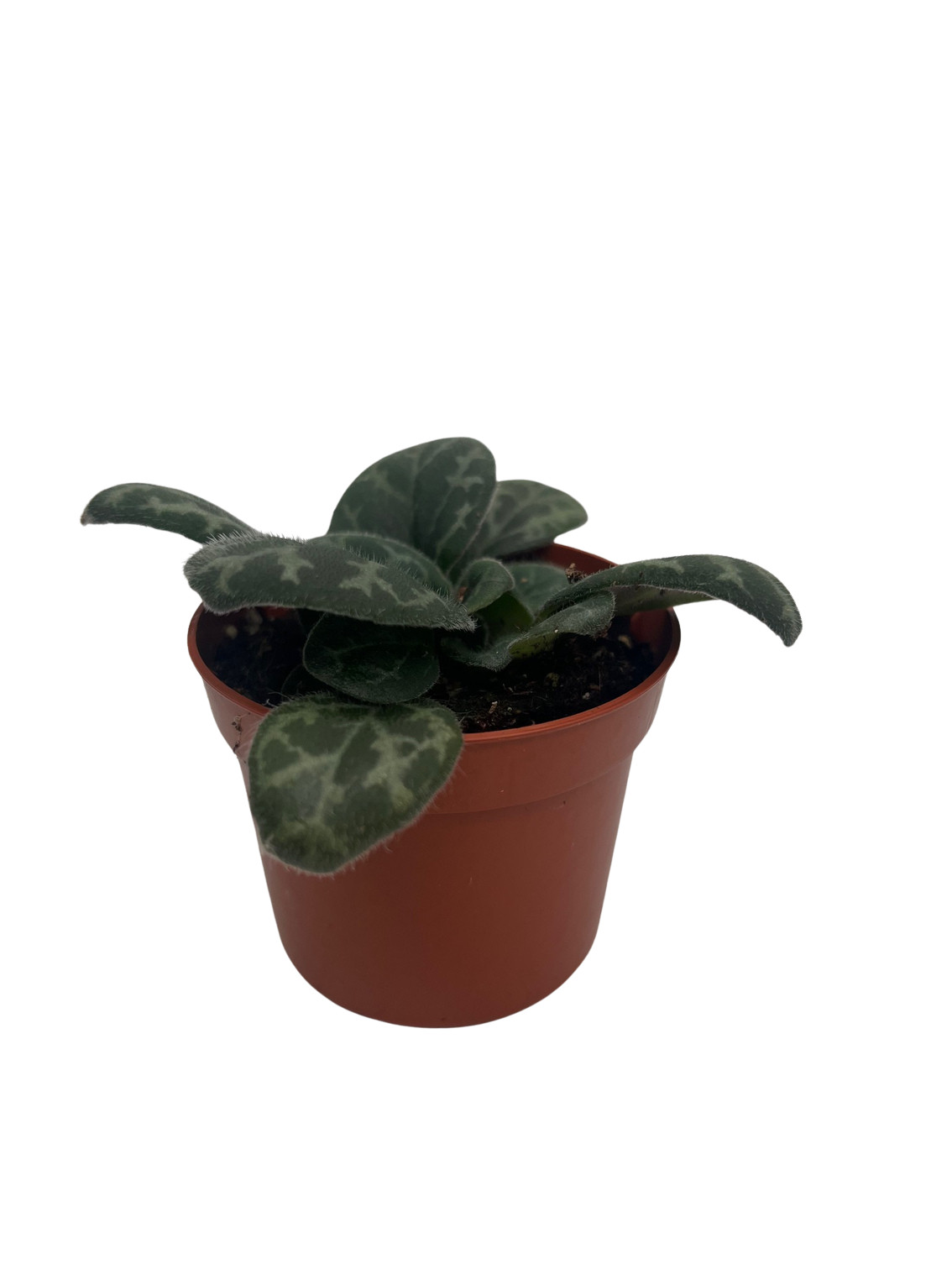 Primulina yungfuensis – Asian Violet – 2.5″ Pot – Easy House Plant