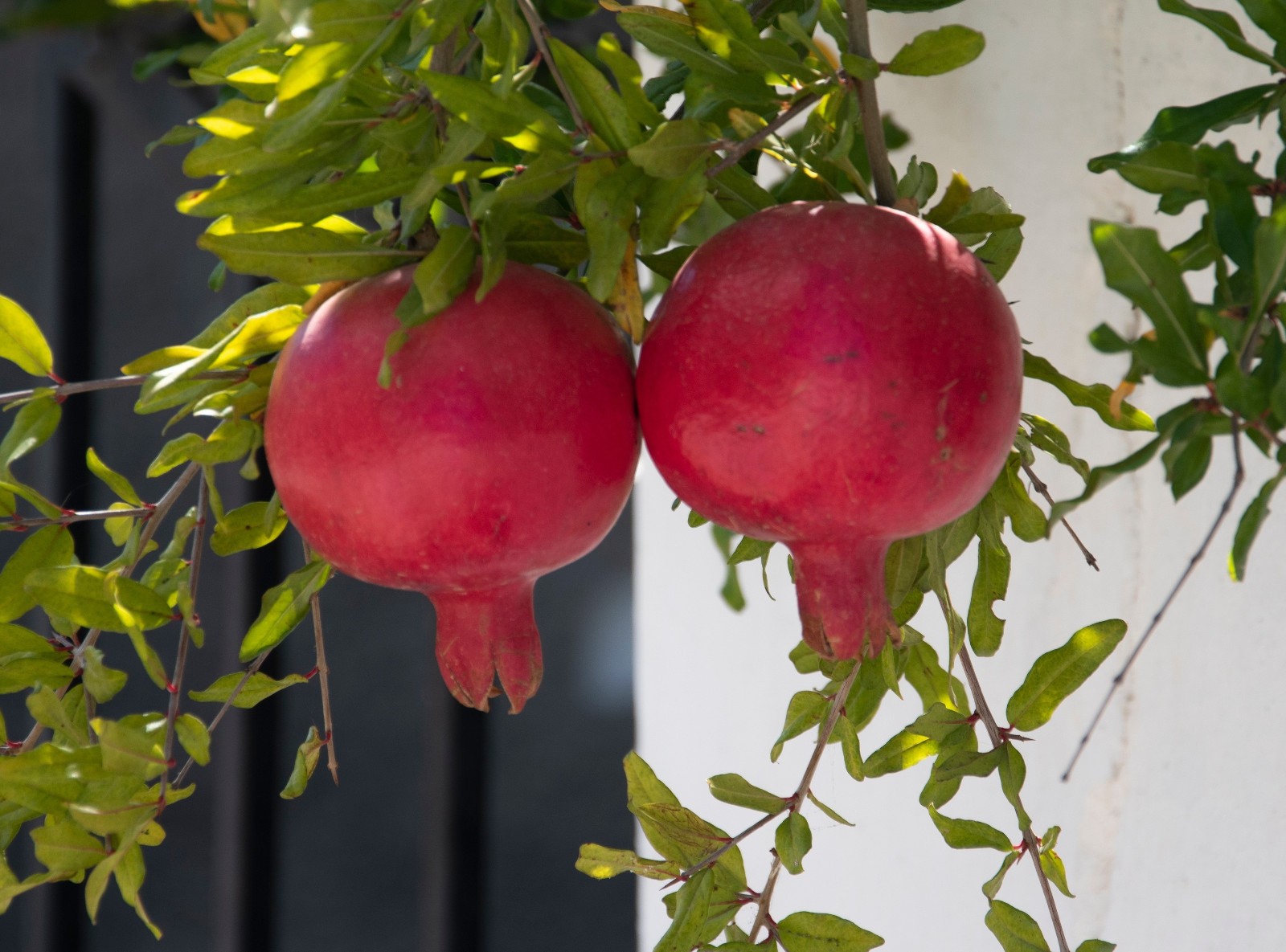 Wonderful pomegranate – 18-24 inches tall – Punica granatum