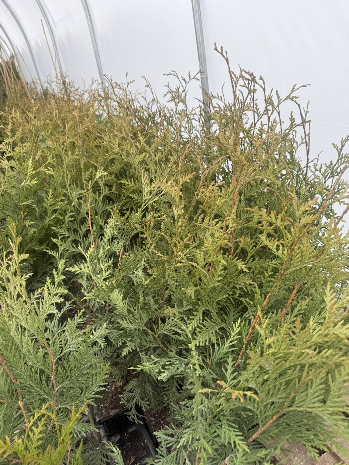 15 Arborvitae GREEN GIANT’S 2’-3’!! – Deer Resistant, FAST growing, Privacy Tree
