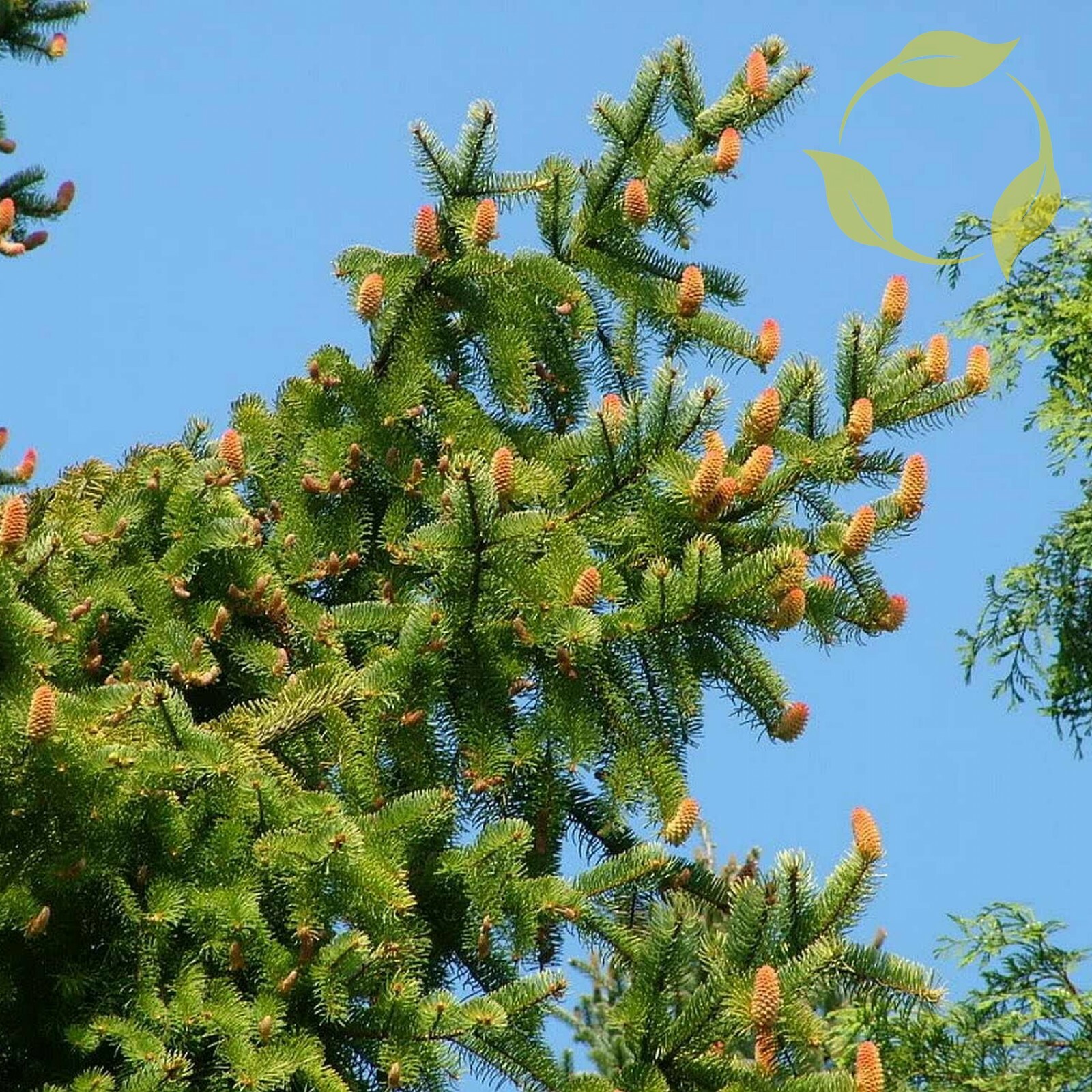 NORWAY SPRUCE Picea Abies – 30+ SEEDS