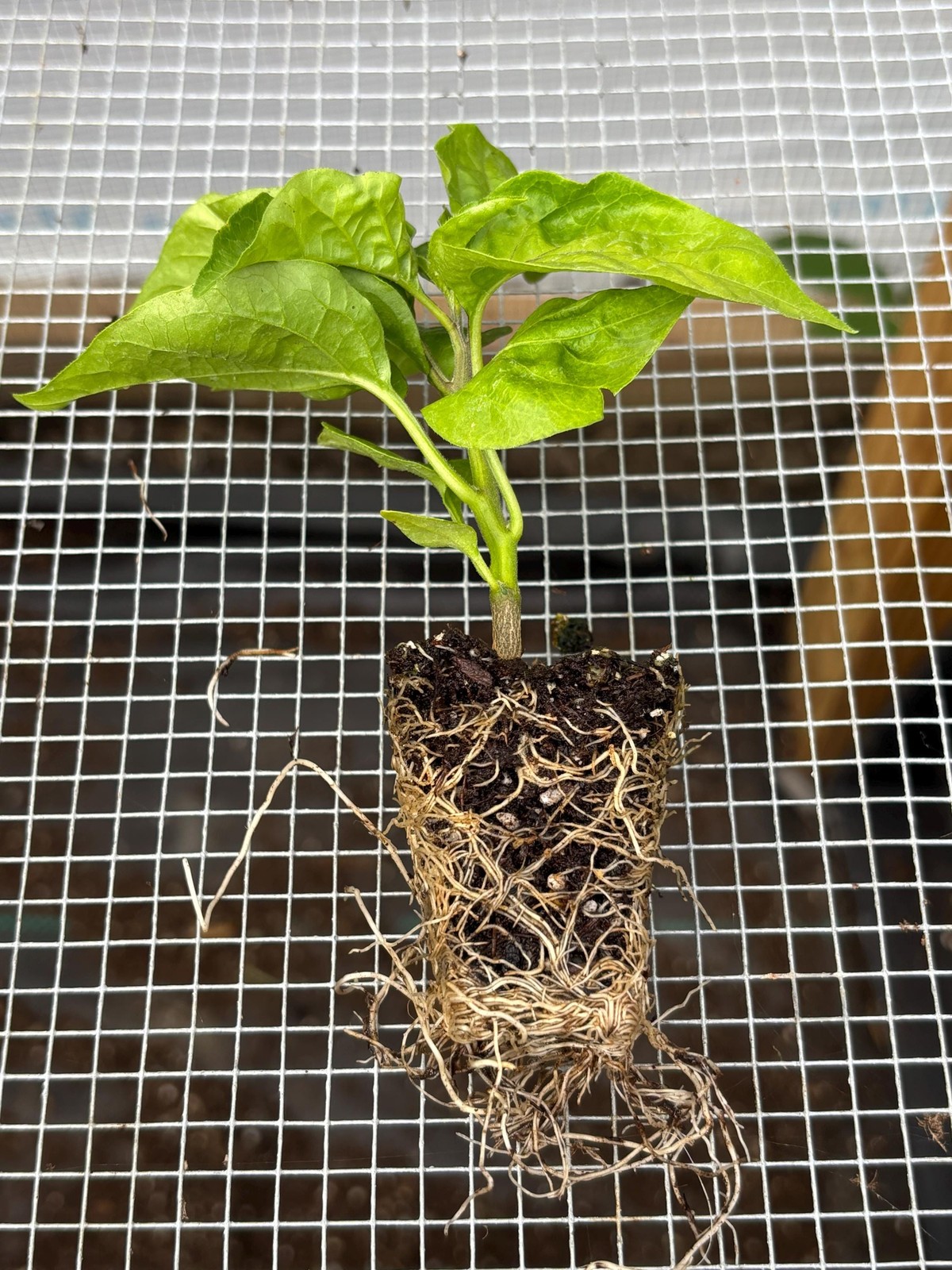 Ghost Pepper *HOT Pepper* Live Plant- Seedlings and Plants- 3″- 12″ tall- 30-60