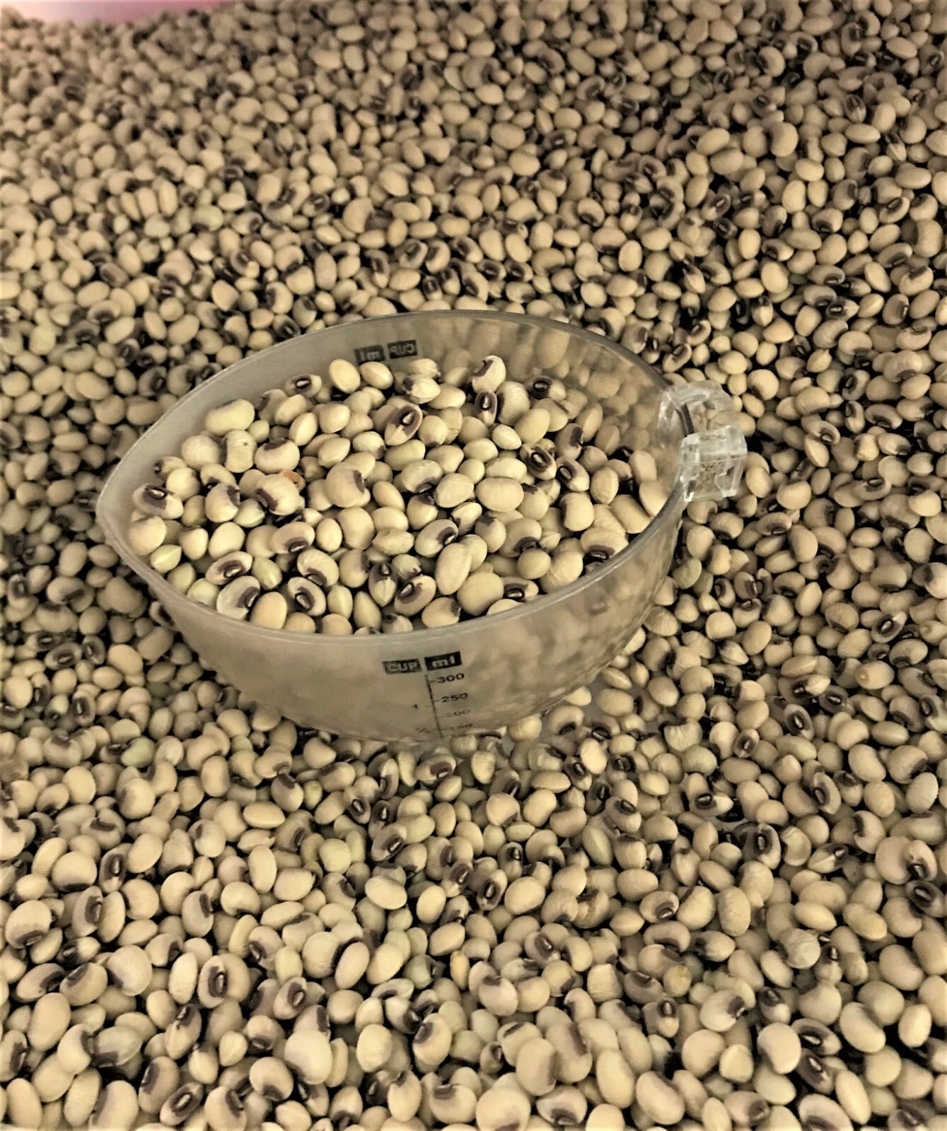 1 Lb Pinkeye Purple Hull BVR Cowpeas Benefits St. Jude