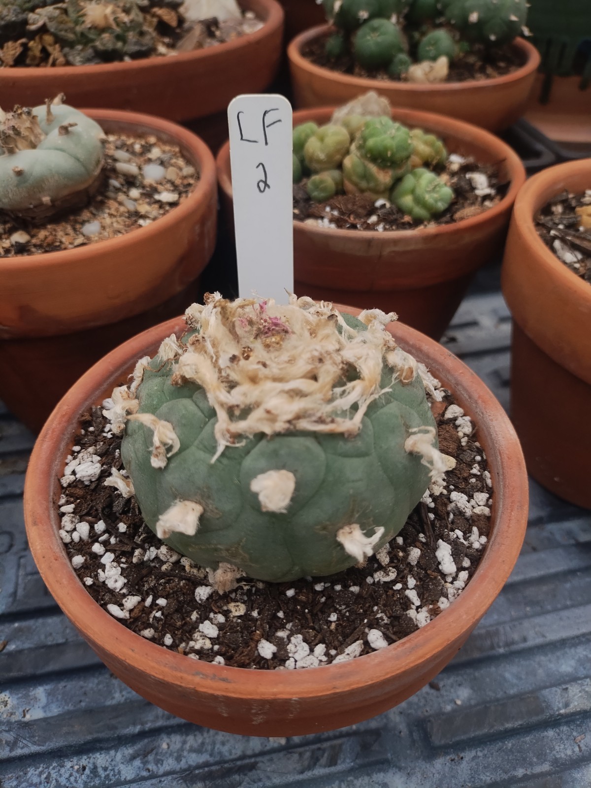 Rare Seed Grown Cactus 2.75 Inch Diameter, Plant #2