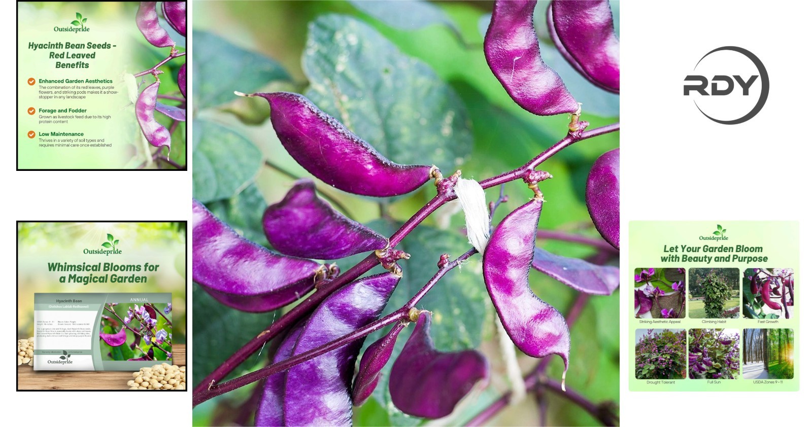 Vibrant Red Lablab Hyacinth Bean Vine Seeds – 100 GMO-Free for Thriving Gardens