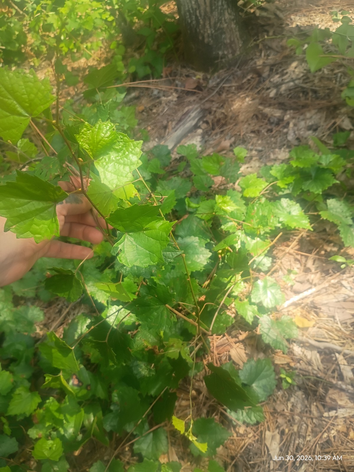 4 Live Yearling Muscadine Grape Vines Bare Root Plant Hardy Zone 6-11 Free Ship