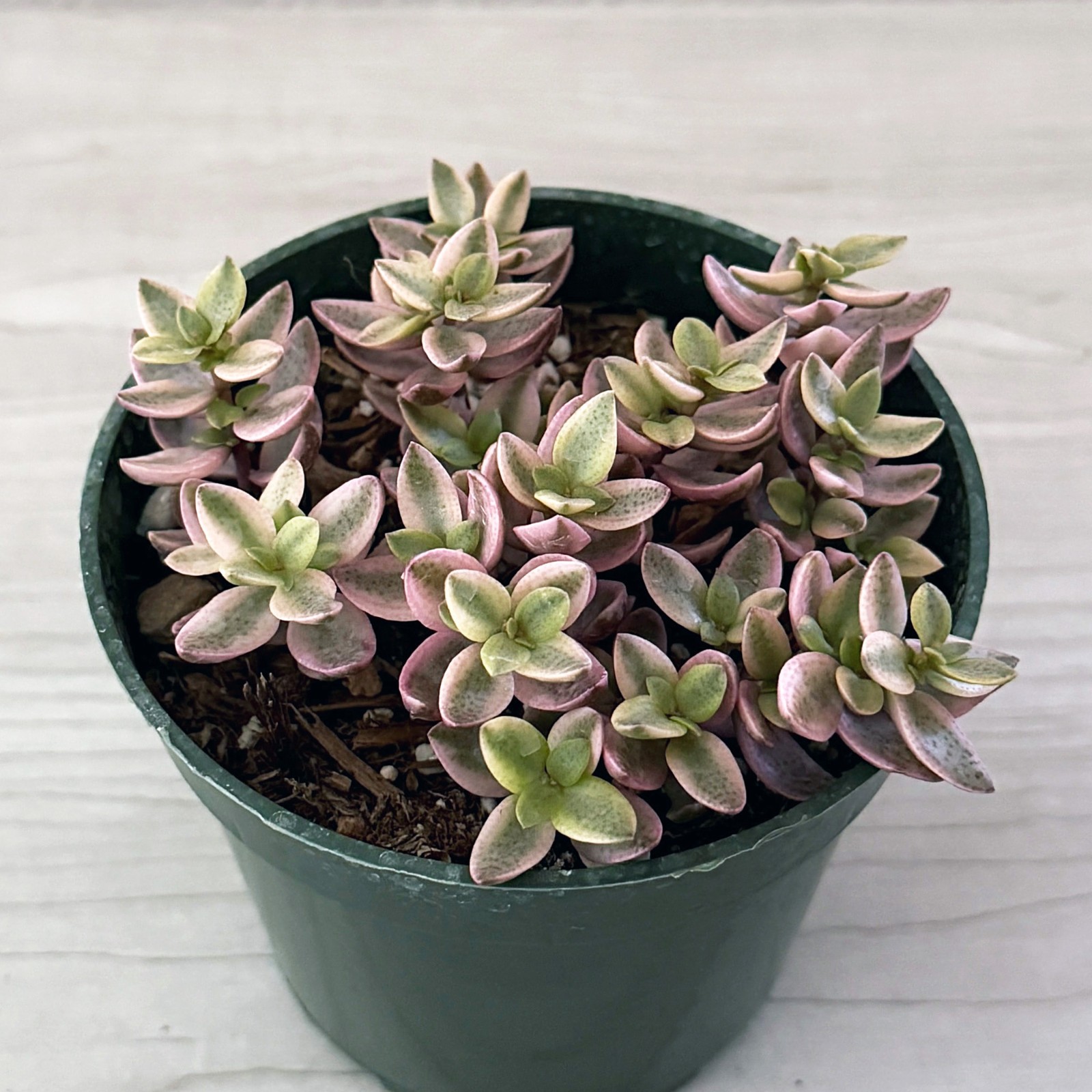 Succulent Live Plants – Crassula Volkensii Variegata – In 4″ Pot