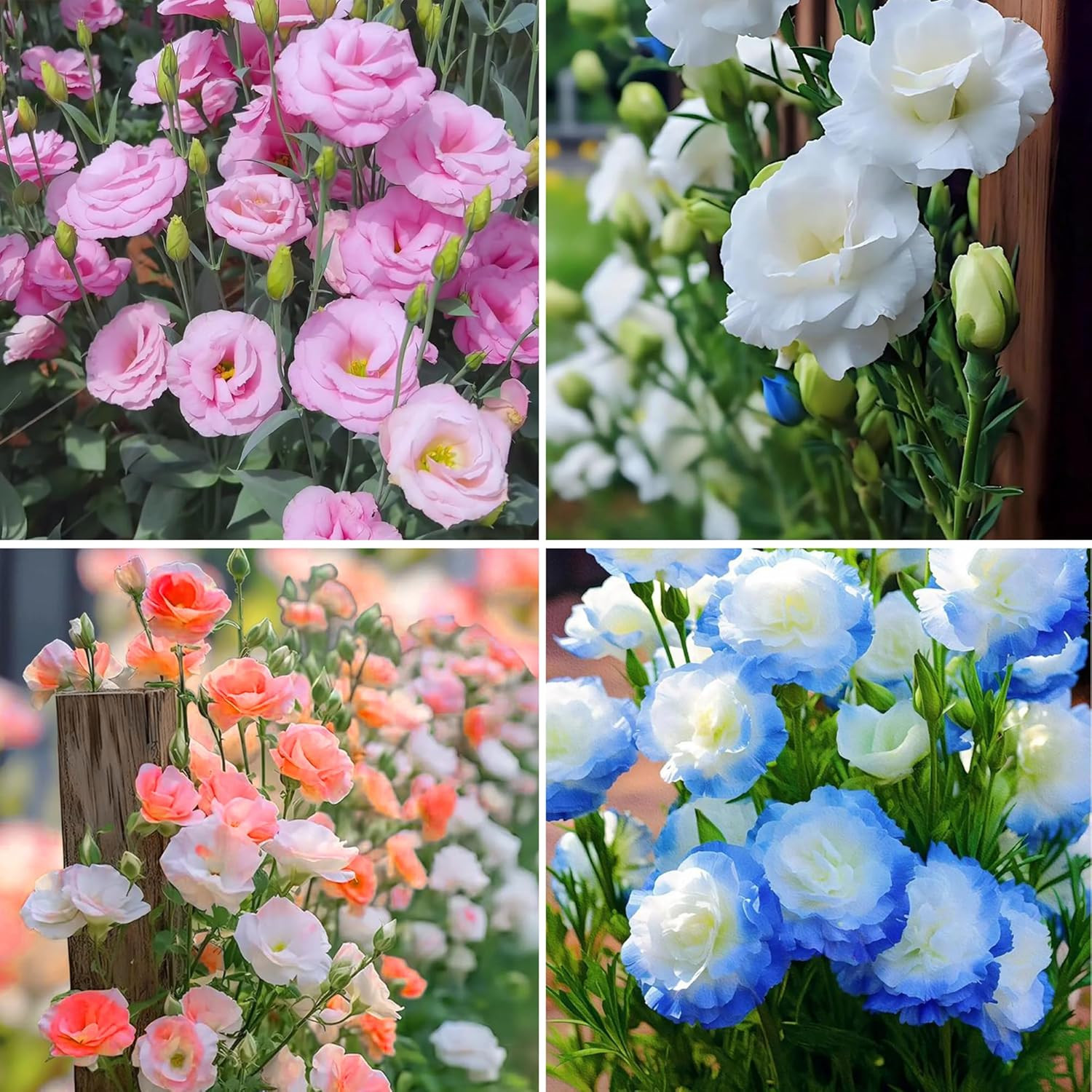 Mixed Lisianthus Seeds for Planting, 298Pcs Perennial Lisianthus Flower Seeds, N