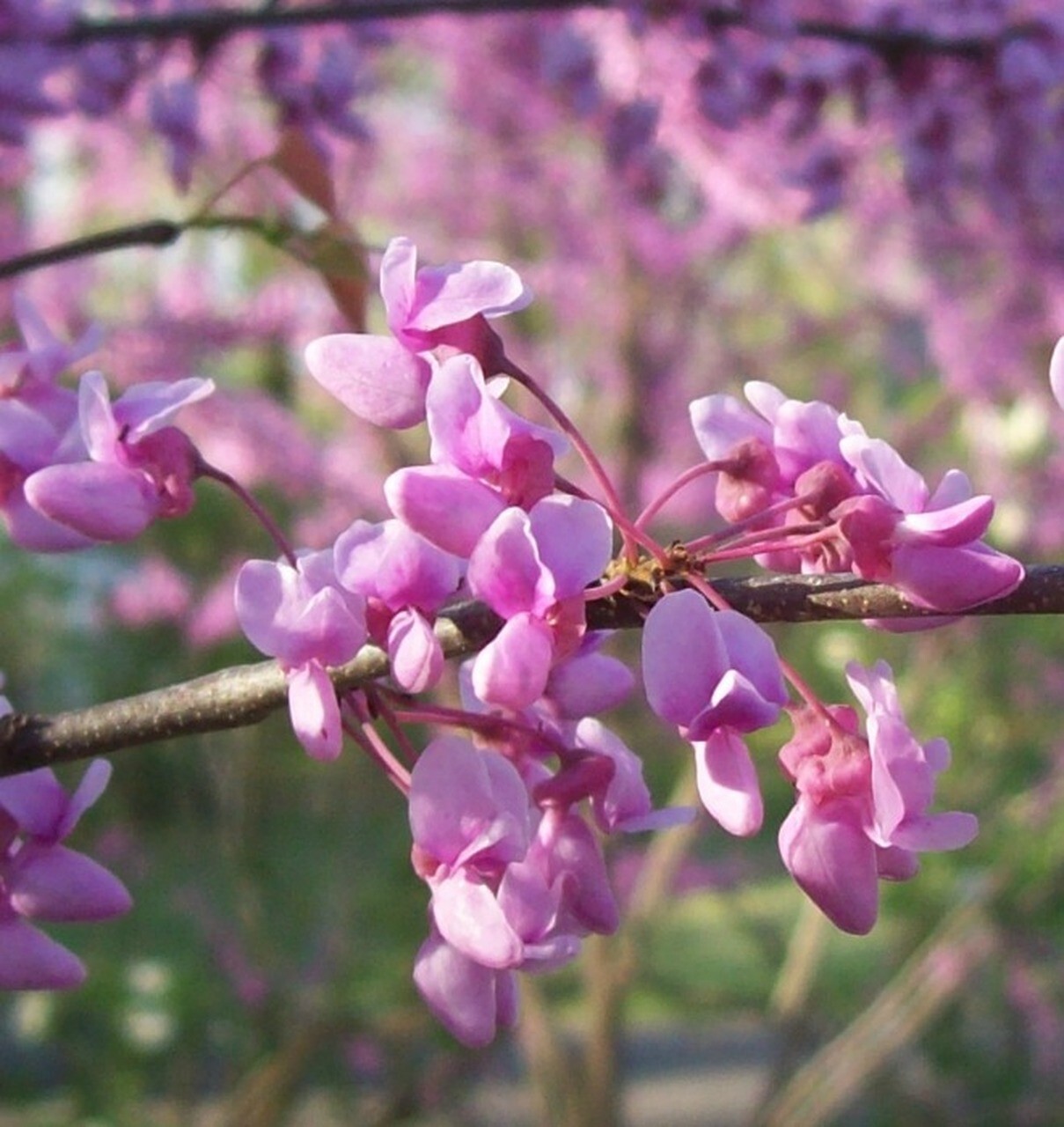 Eastern Redbud tree 1-2′ in height in an ABP container