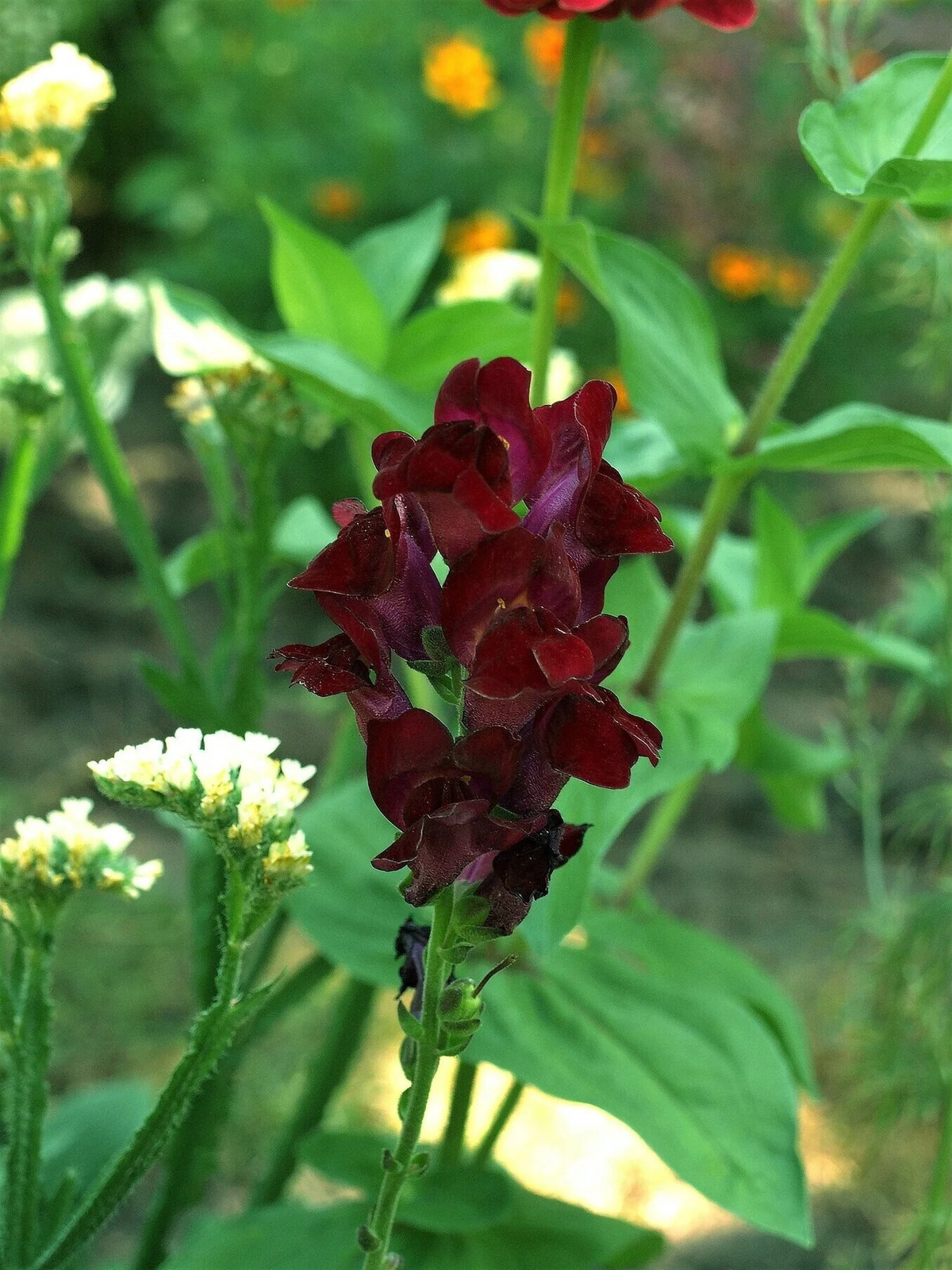 50 Organic BLACK PRINCE SNAPDRAGON Antirrhinum Majus Dk Crimson Red Flower Seeds