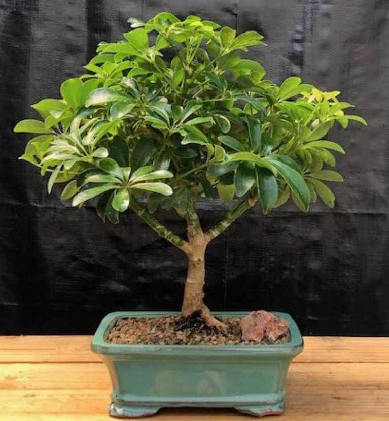 Hawaiian Umbrella Bonsai Tree Live Plant Medium Indoor 5-9 In Tall 5 y.o. Potted