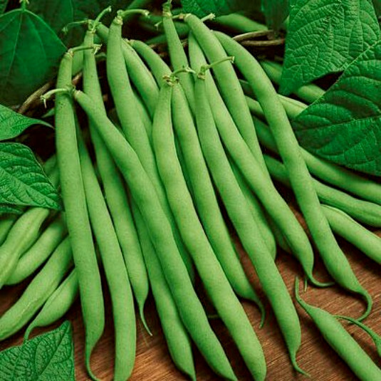 1/2 lb Bean Seeds, Blue Lake, Heirloom Beans, Bush Green Beans, Non-Gmo, 700ct