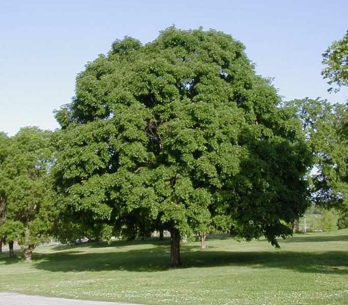 4 Sugar Maple Tree saplings Acer Saccharum from Michigan