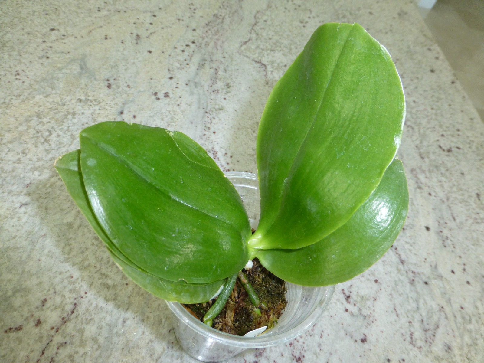 Fragrant Orchid Phalaenopsis Phal. Guadalupe Pineda ‘Yaphon’ In 2.5″ Pot