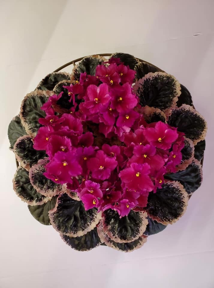 African Violet Plant Hunters Exit Wound Starter Plant Standard