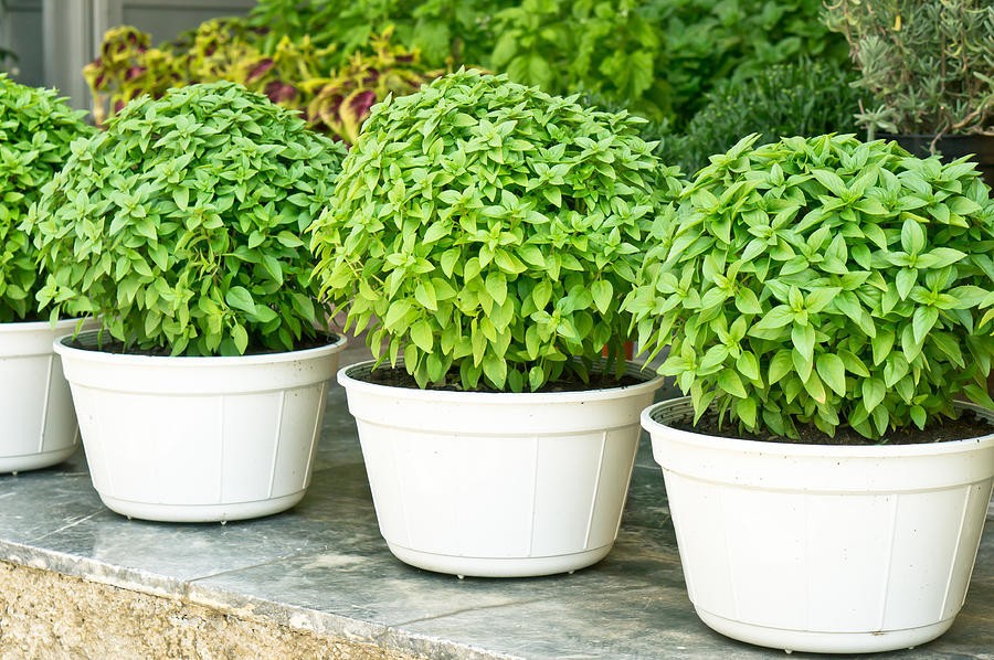 Spicy Globe Basil, or Ocimum basilicum. 300 Seeds Free Shipping!