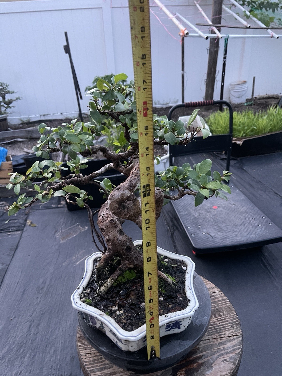 Red Foiliage Ficus