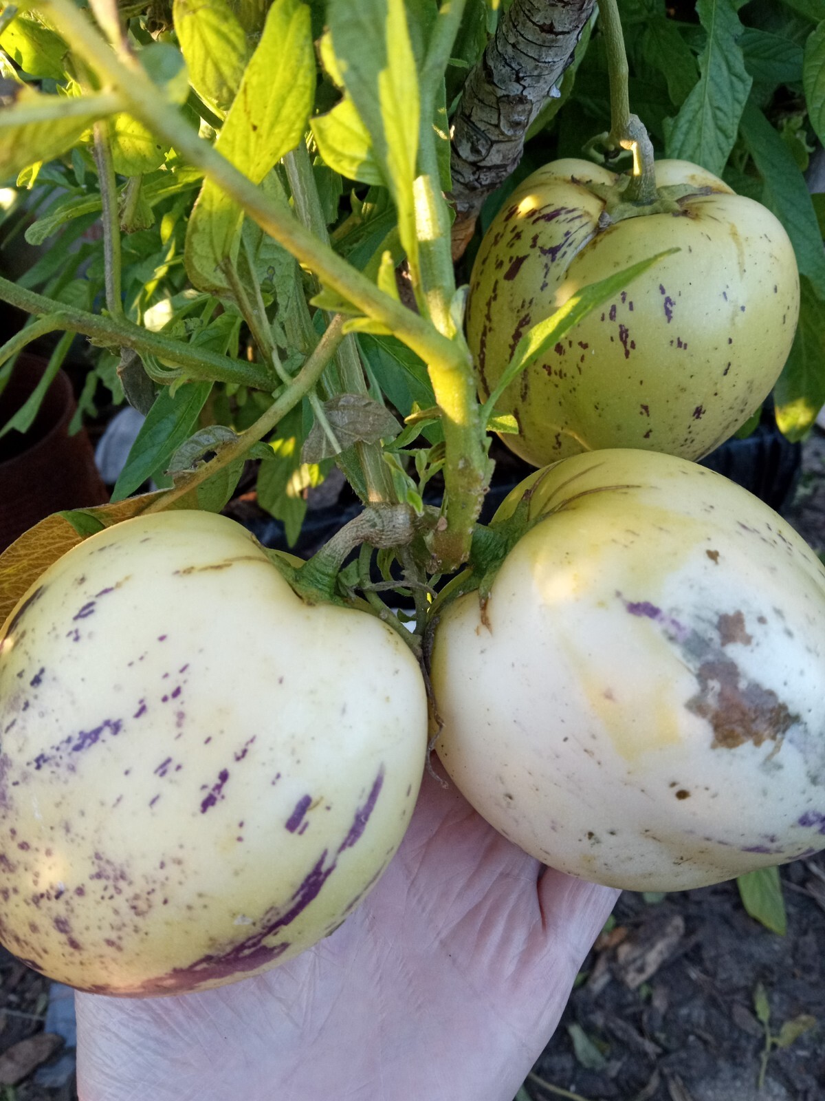 1 Solanum muricatum Pepino Melon Golden Sweet 有机人蔘果 Ginseng Fruit – Live plant