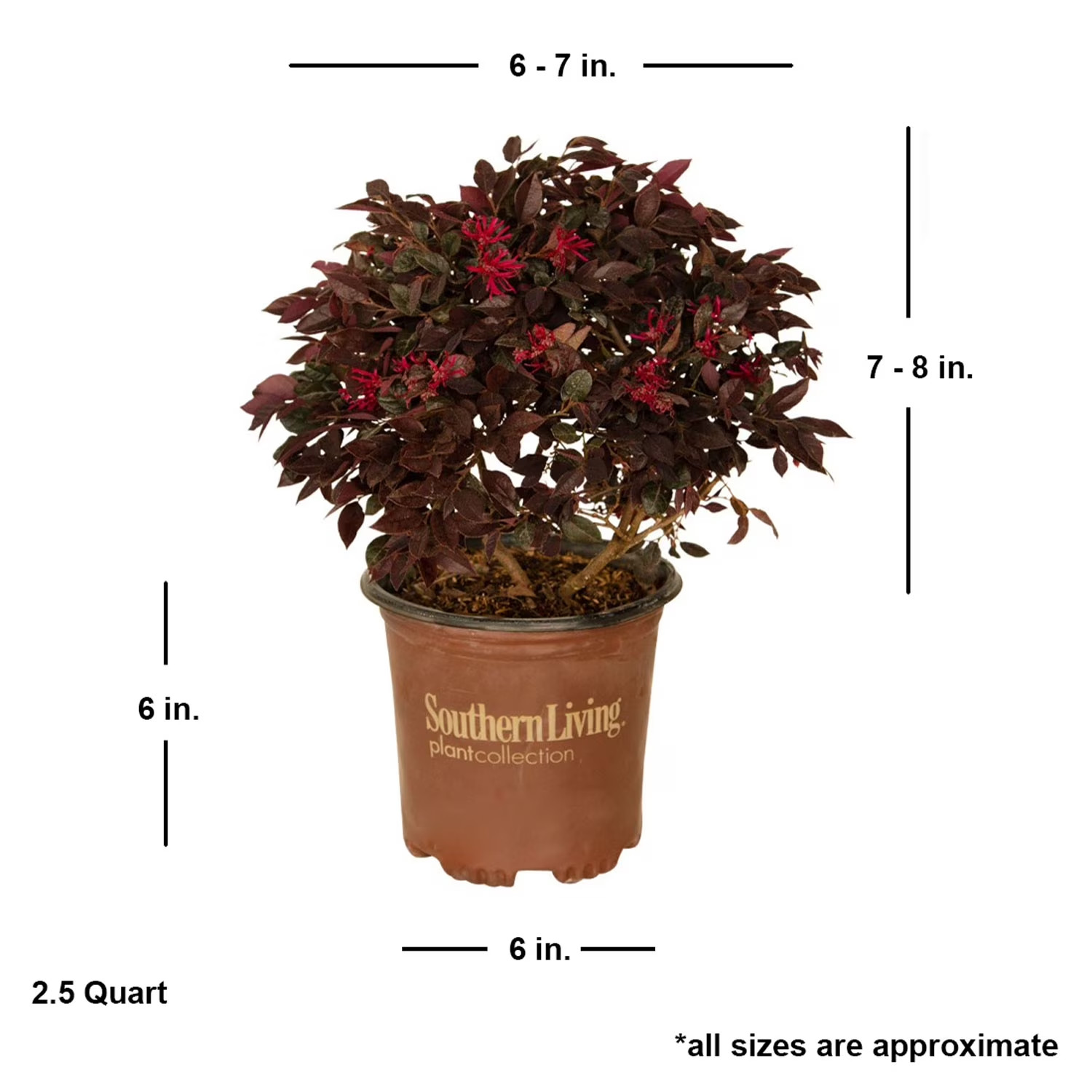 Purple Daydream Loropetalum Live Shrub in 2.5-Quart Grower Pot
