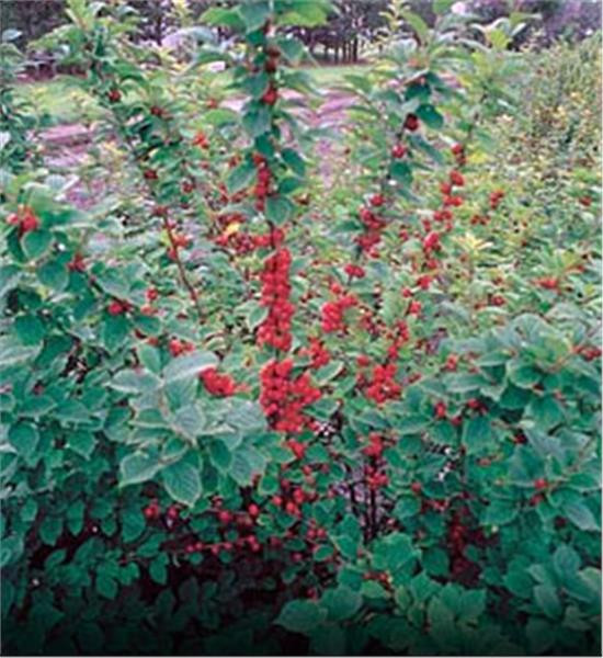 NANKING BUSH CHERRY Prunus tomentosa ‘Nanking’ SET OF 10 UNROOTED CUTTINGS