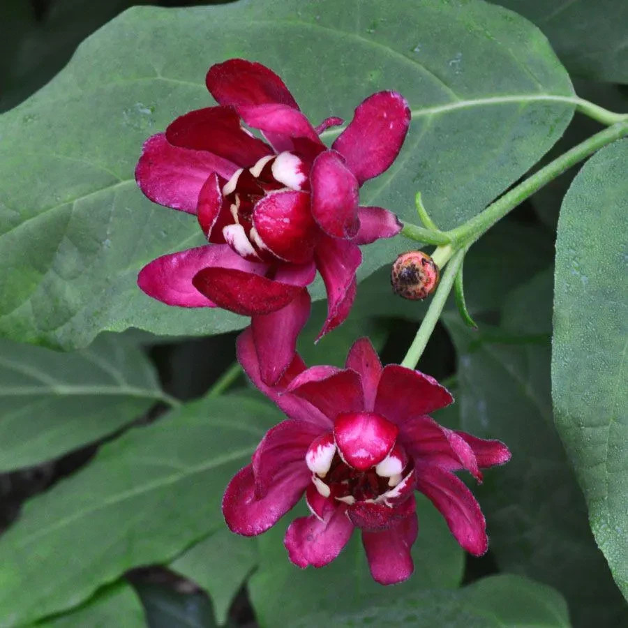 Sweet shrub (Calycanthus Floridus) 4” In Pot