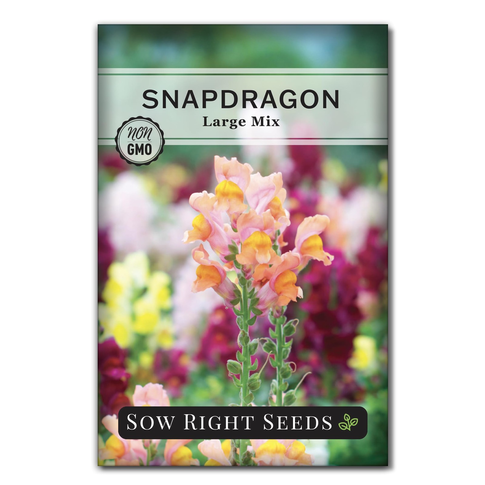 Sow Right Seeds – Large Mix Snapdragon for Planting – Non-GMO mix