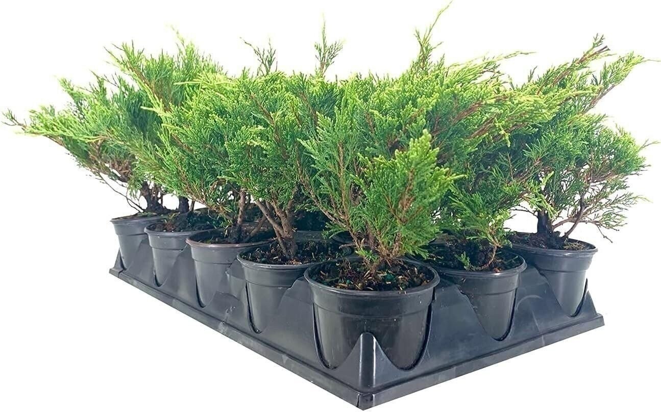 Juniper Monna Sierra Spreader | 4 Inch | Drought Tolerant | Evergreen