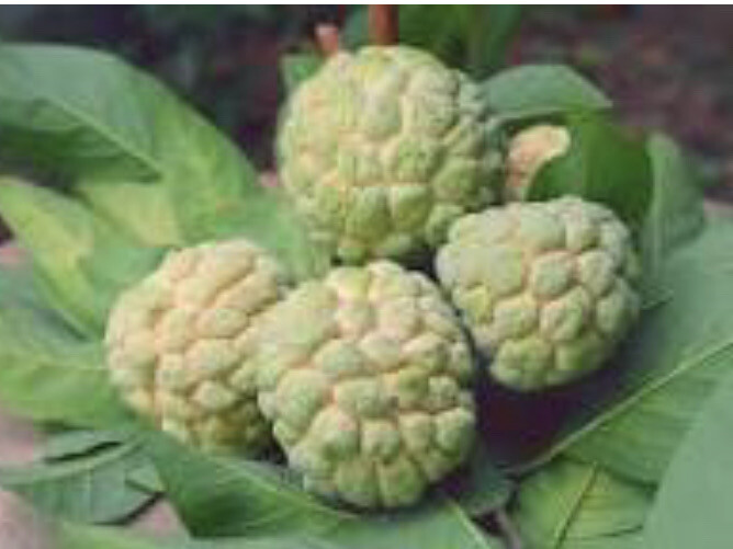 10-12” Sugar Apple Na Dai ( Mãng Cầu Dai) Live Plant Seeding