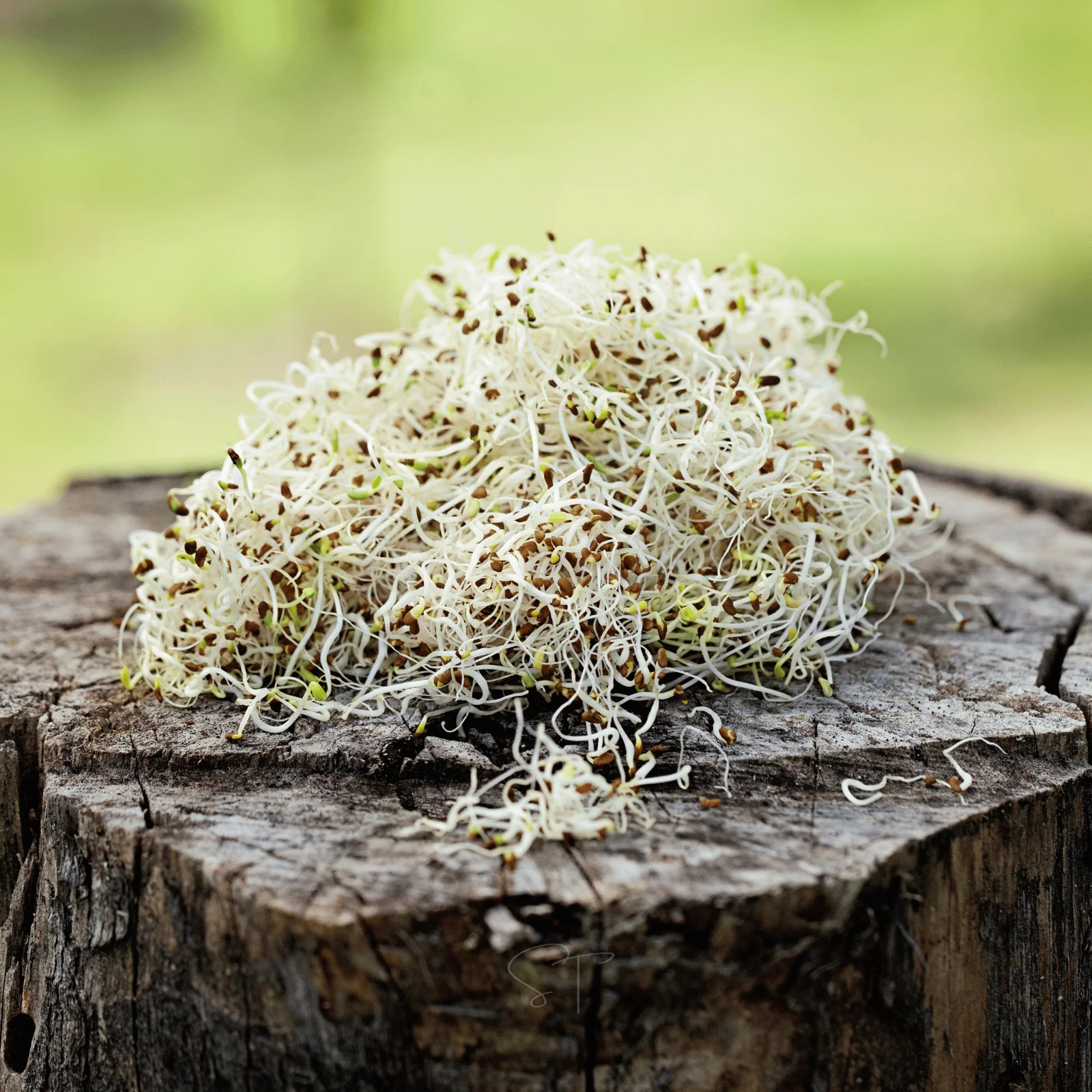 Alfalfa Sprout – 500 Seeds
