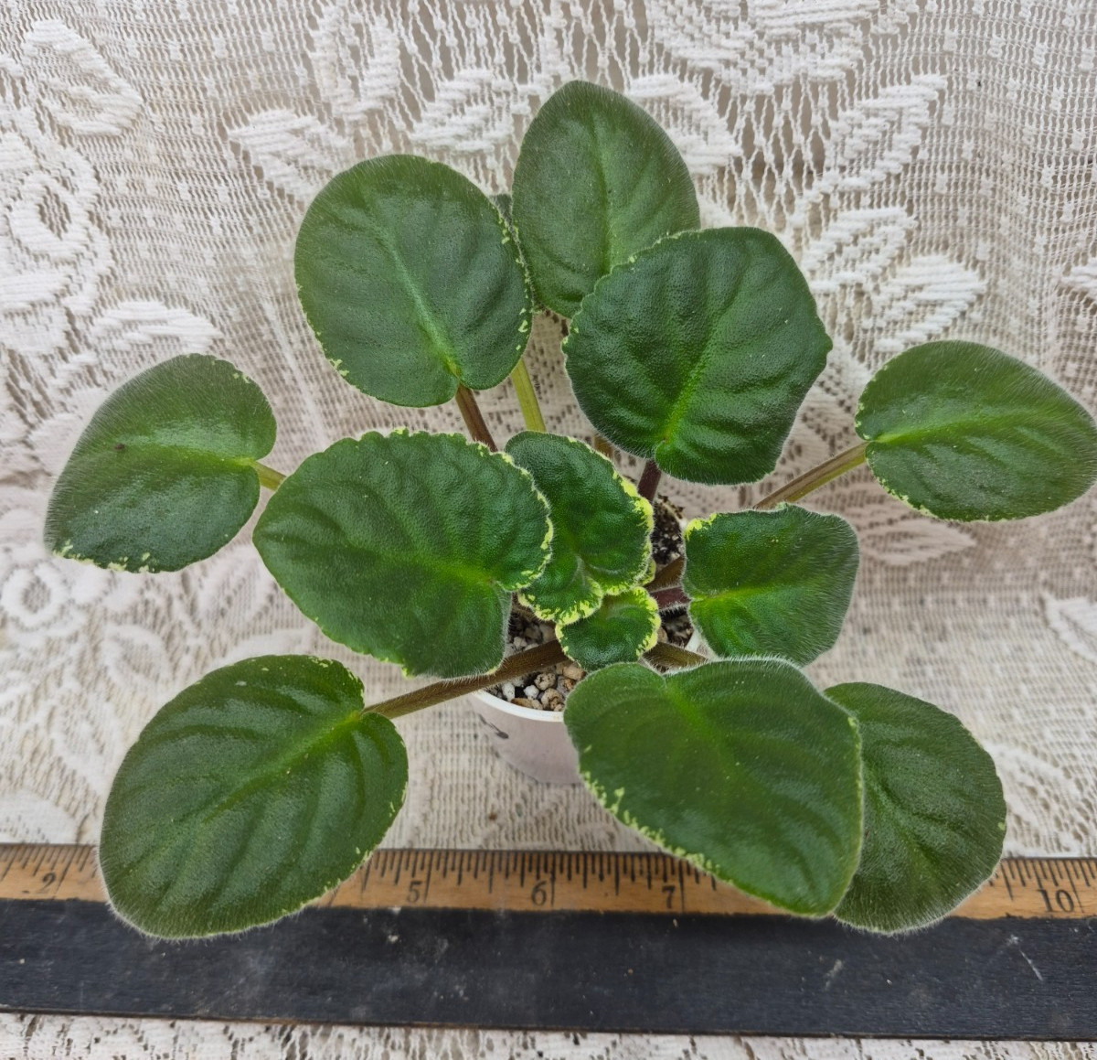 African Violet Plant — Hunter’s Tranquility ~~ Variegated standard ~