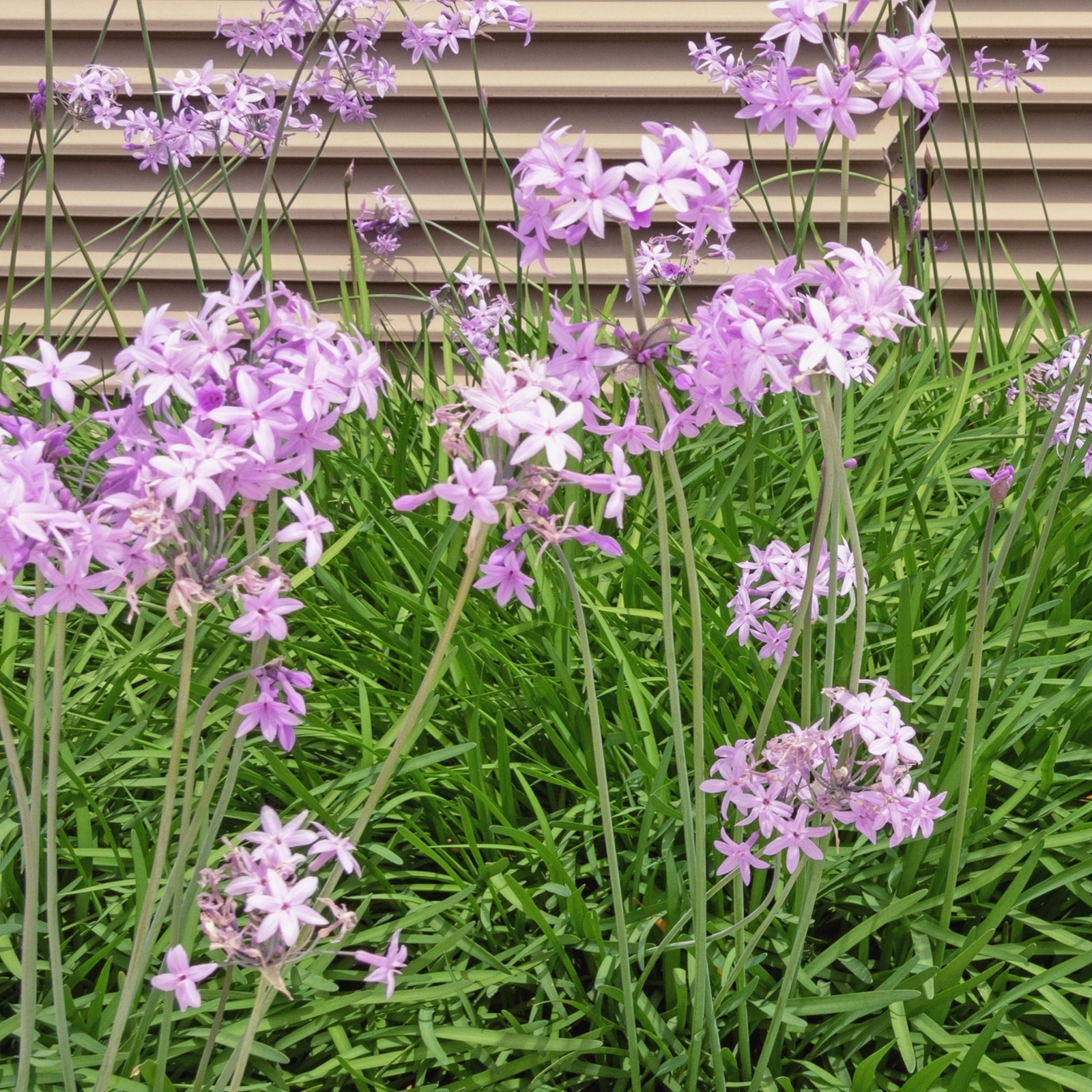 Society Garlic in 2.5” Nursery Cubes (Tulbaghia violacea) | Live Starter Plants