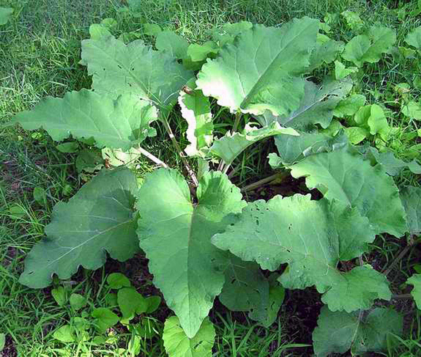 BURDOCK ‘Arctium lappa’ HERBAL LIVE STARTER PLANT BARE ROOT