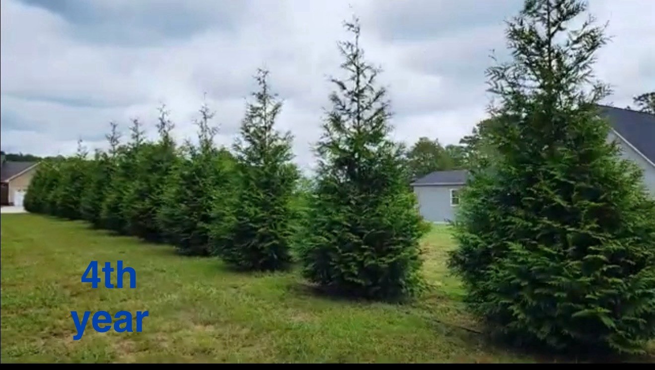 Pack of 3! Arborvitae Thuja GREEN GIANT 2.5’-3.5’ – Fast Growing Privacy Fence
