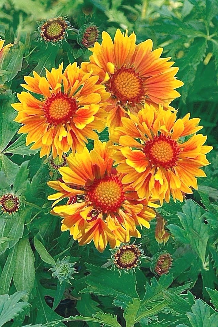 Blanket Flower -YELLOW w/ ORANGE CENTER 30 Seeds- Comb S/H – SEE OUR STORE