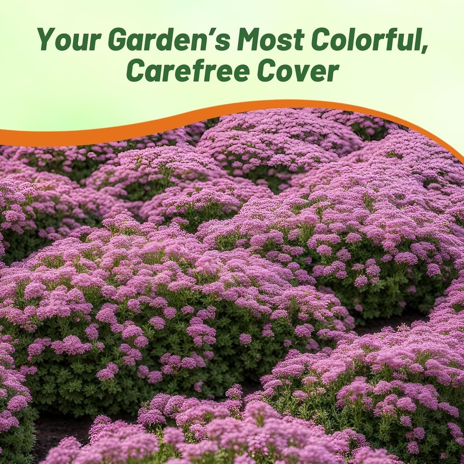Magic Carpet Creeping Thyme Seeds – 500 PCS, Pink Flowers for Pollinator Gardens