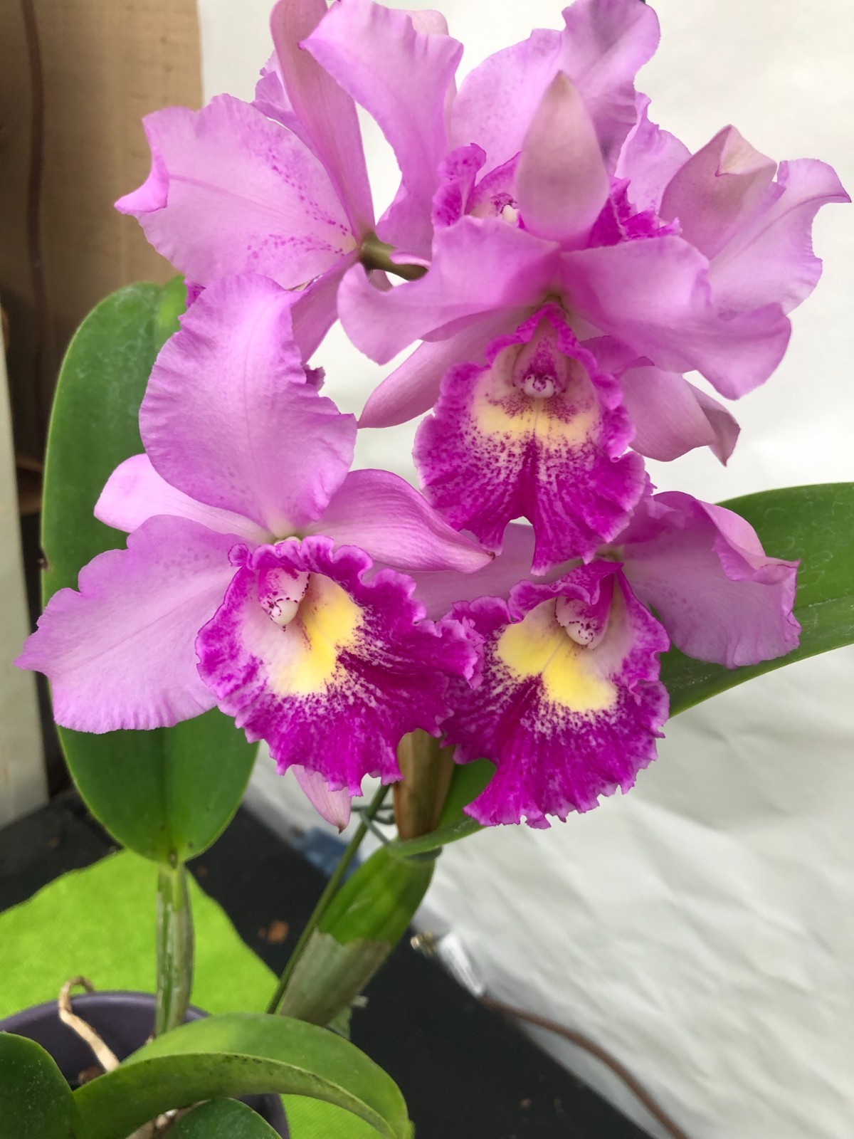 (279-4) Pot.Hsinying Pink Doll Hsinying AM/AOS MS Fragrant