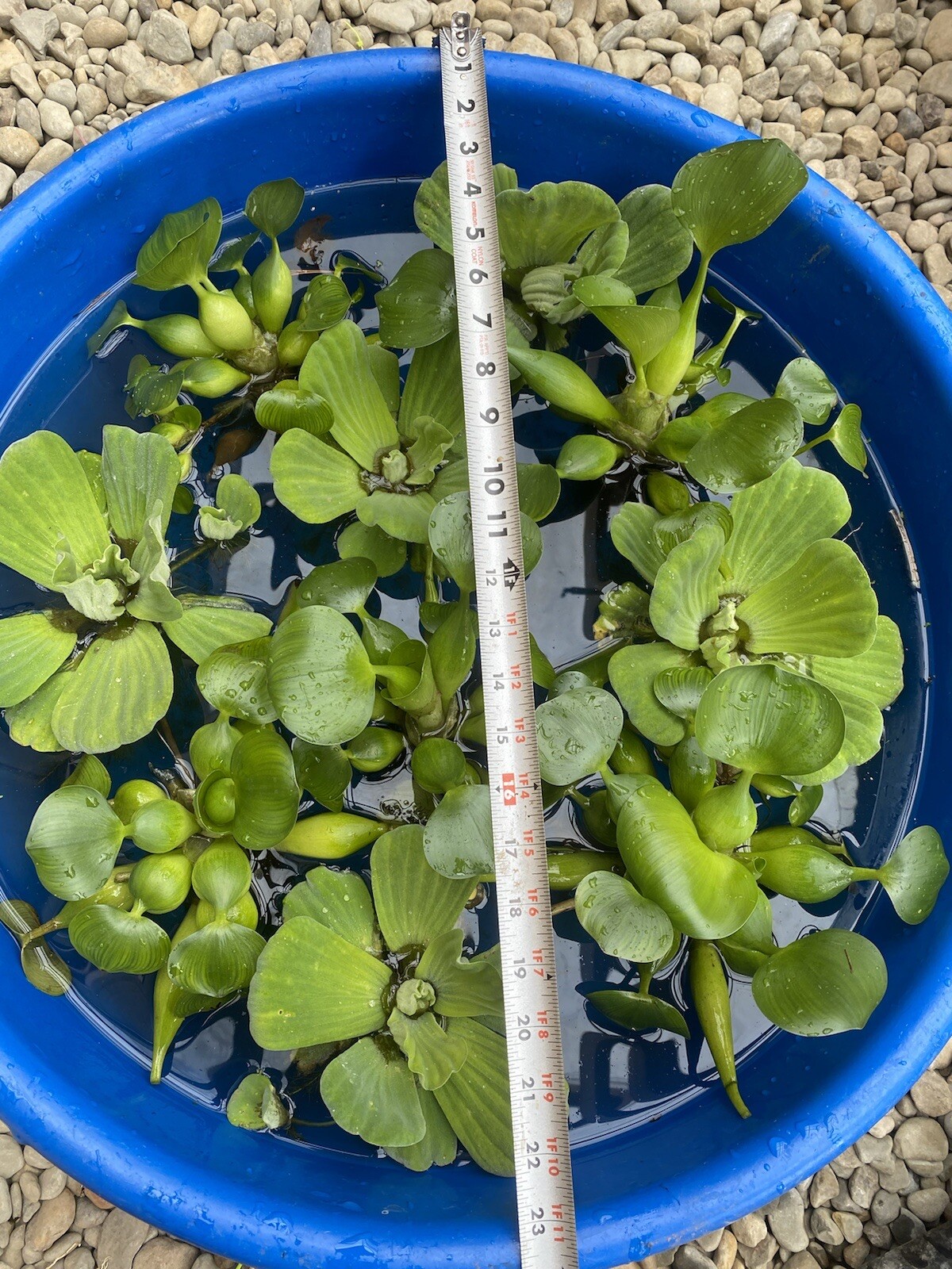 SPECIAL (6) Water Hyacinth Koi Pond Floating Plants Algae 5” BLOOMS July-Oct