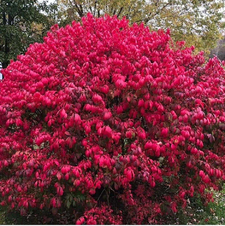 Dwarf Burning Bush Live Plant Well Rooted 1-4 yo Shrub (Euonymus Alatus) Plants