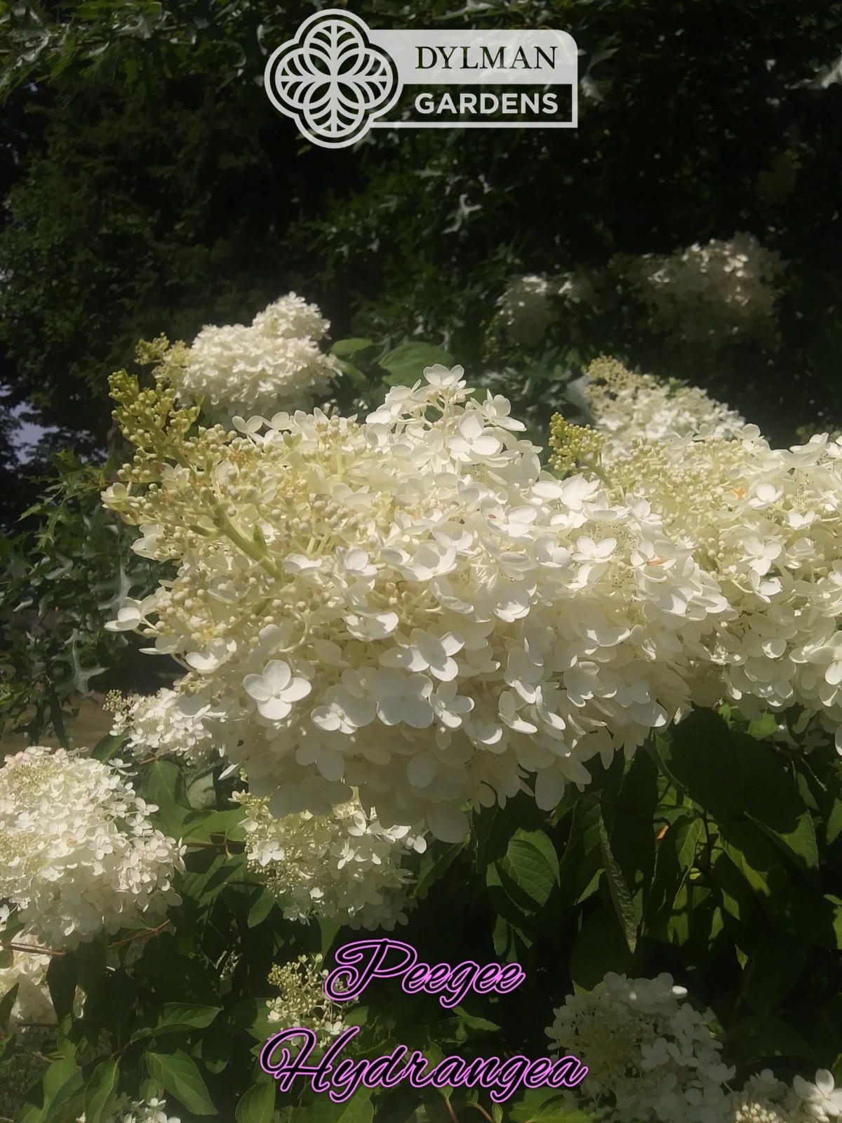 Peegee Hydrangea Tree/Shrub (Hydrangea paniculata ‘Grandiflora’) Multiple Sizes