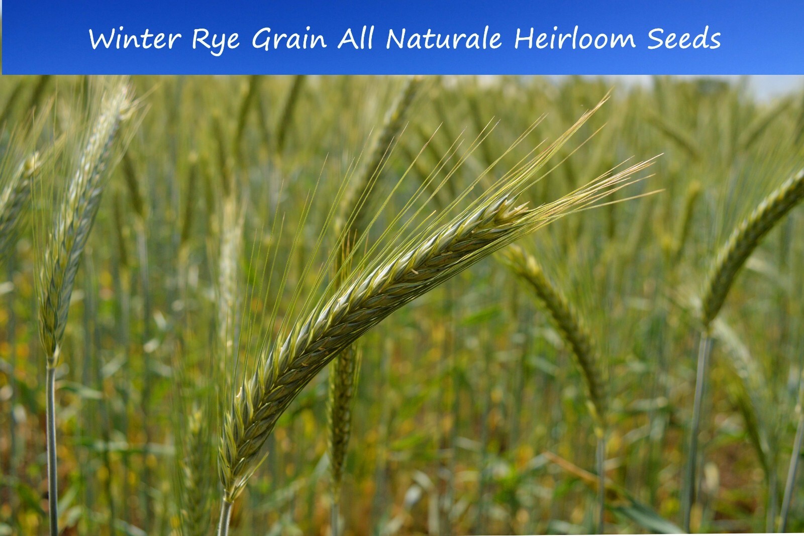 Grain Seeds – Winter Rye -200 seeds – Grow your own grain -All Natural