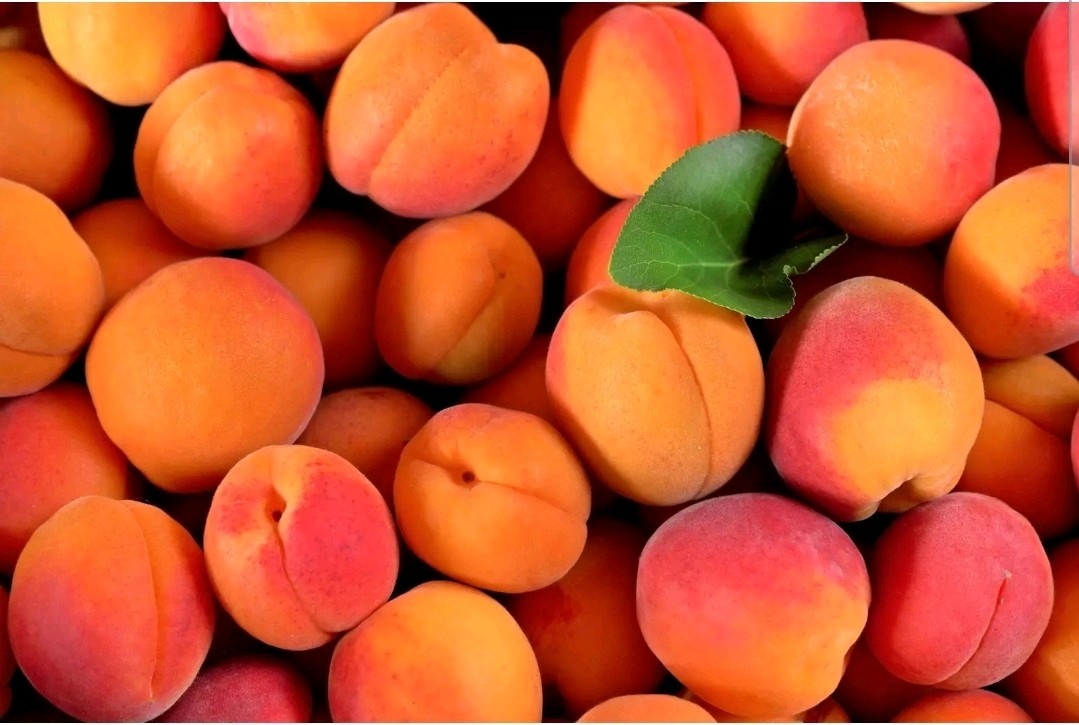 100 AMERICAN PLUM TREE SEEDS (Prunus americana) Fast Flower Plant high quality