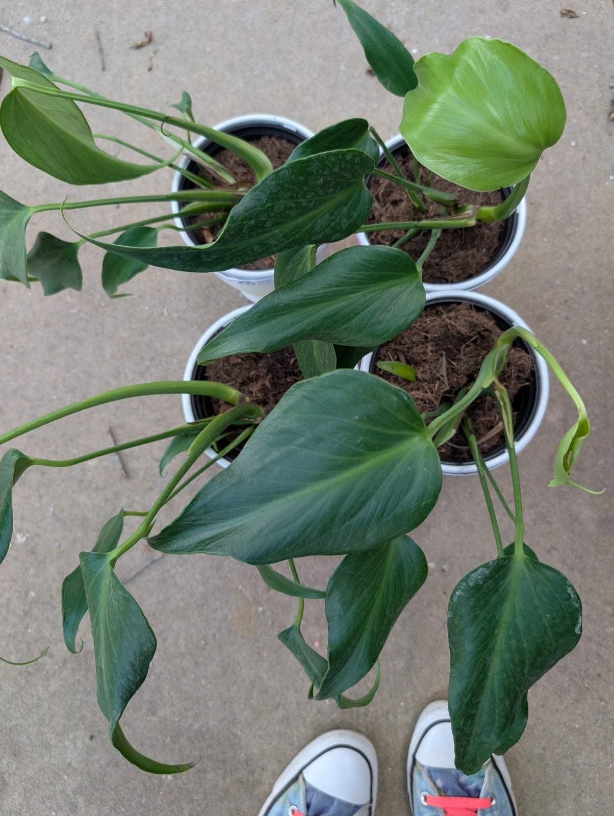 Rare Monstera Burle Marx Flame – Rooted Plant – 5″ Pot – Collector Aroid