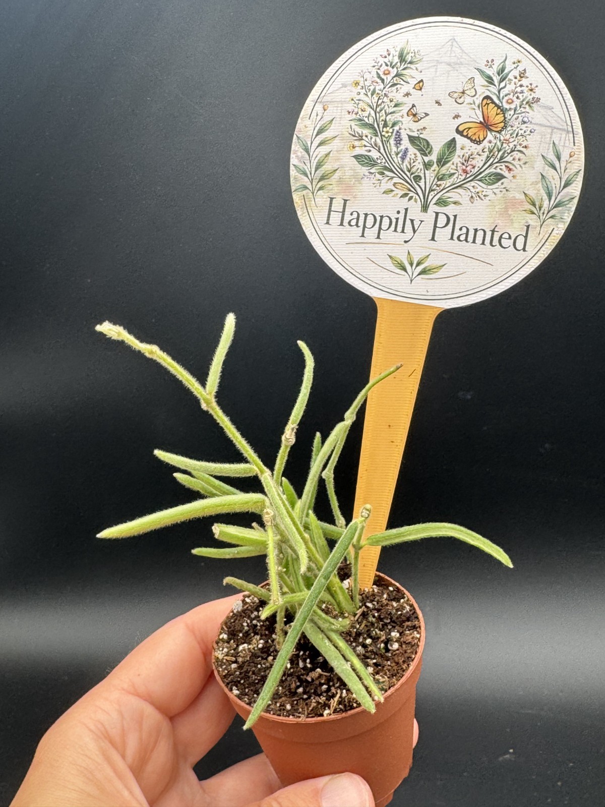 Hoya Linearis – 2″ Pot – Free Shipping