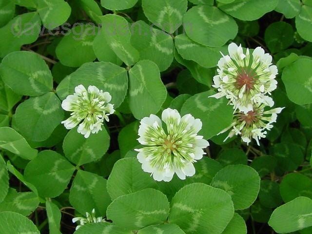 5 LBS WHITE DUTCH CLOVER SEED FOR LAWNS & GROUND COVER 800,000 SEEDS PER LB