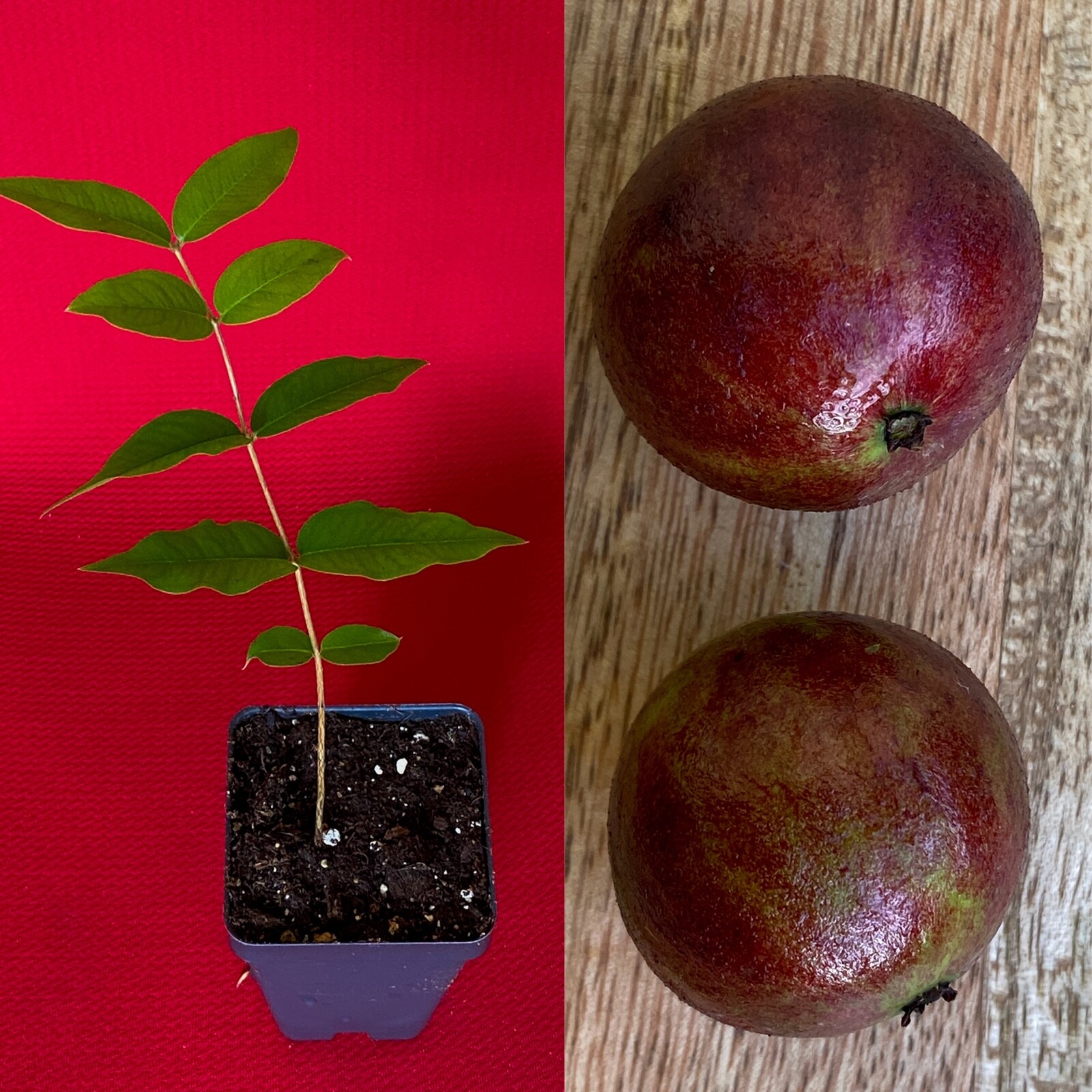 Jaboticaba Plinia Phitrantha var. ESALQ Fruit Tree tropical Plant VERY RARE!