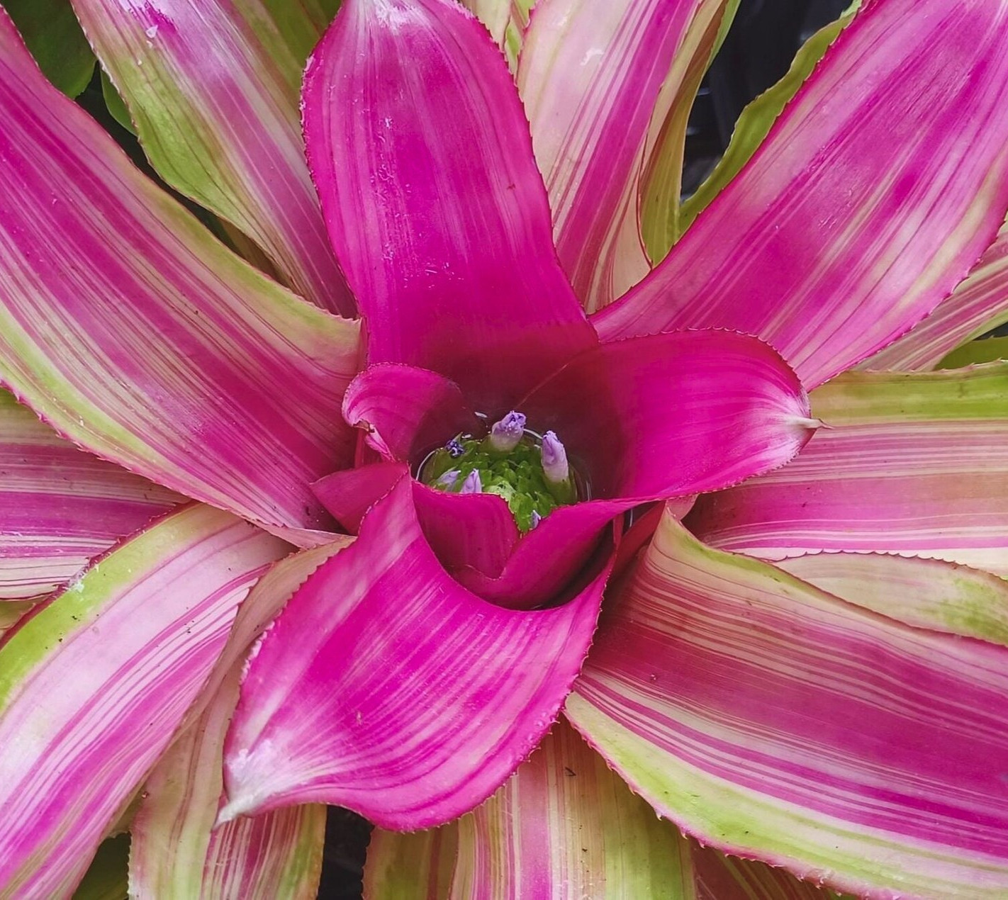 BUY 4 SAVE 15% BROMELIAD Neoregelia LILA CANDYSTRIPE Offset – Colorful Striata