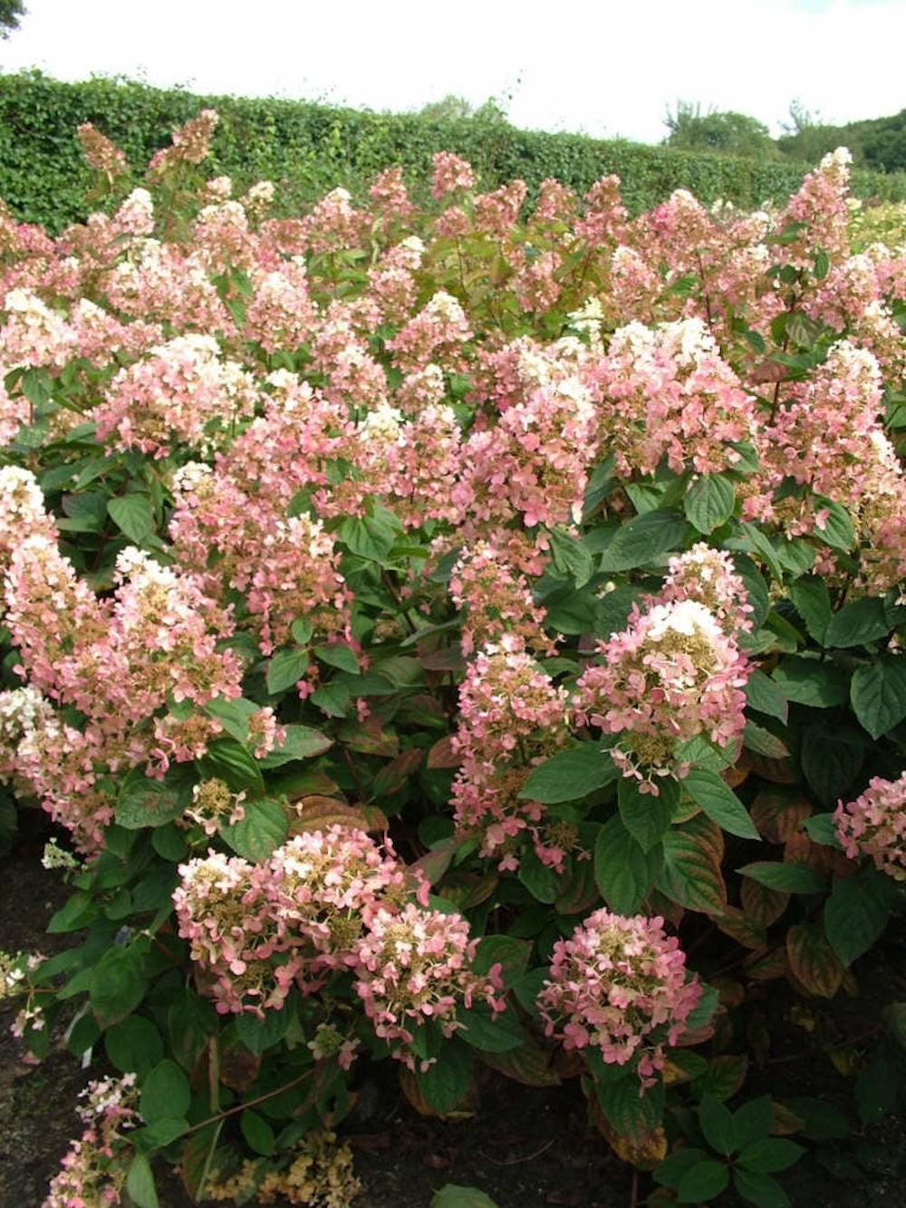 1 Hydrangea Pink Diamond Starter Plant 6-8″ Tall Hydrangea paniculata