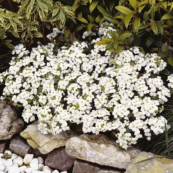 Rock Cress Seeds – Alpine White, Heirloom Groundcover Seed, Arabis Alpina 100ct